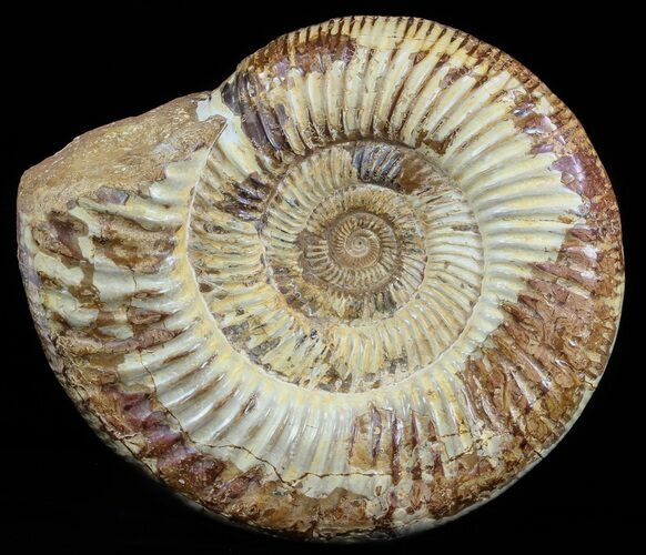 Large, Perisphinctes Ammonite - Jurassic #51348